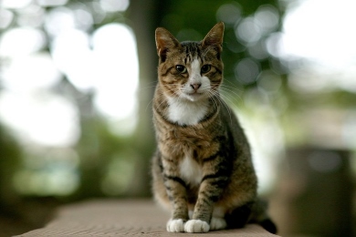 Animals (Set A)
